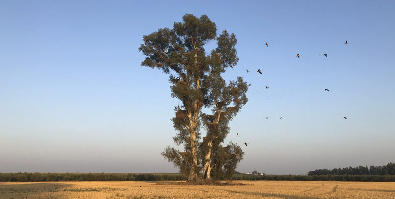 Rutas_Gerena_Eucaliptopizana